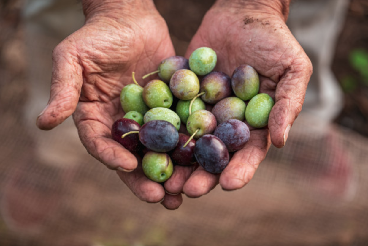 mani_olive mani_olive